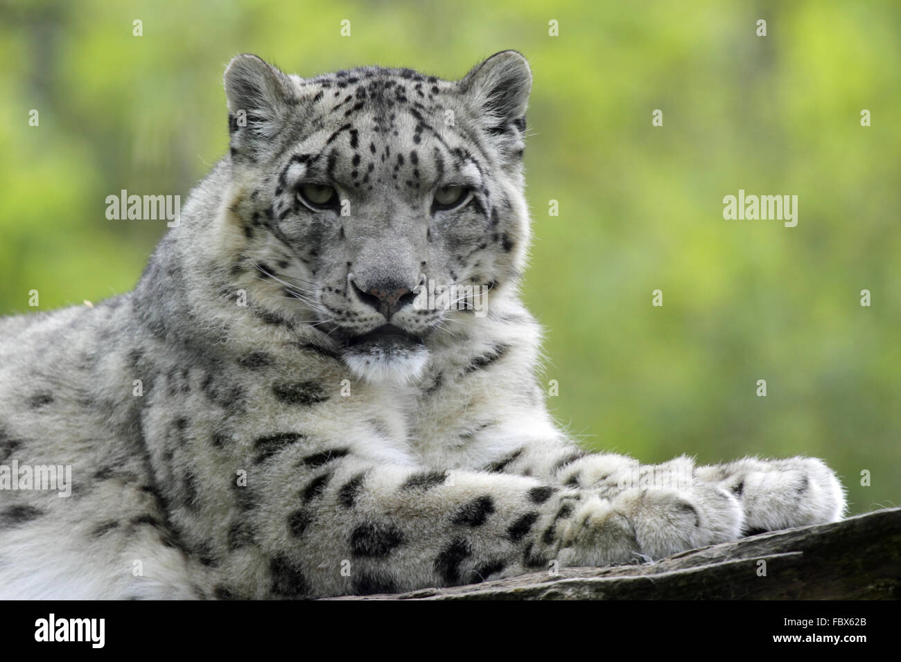 Schneeleopard hi-res stock photography and images - Alamy