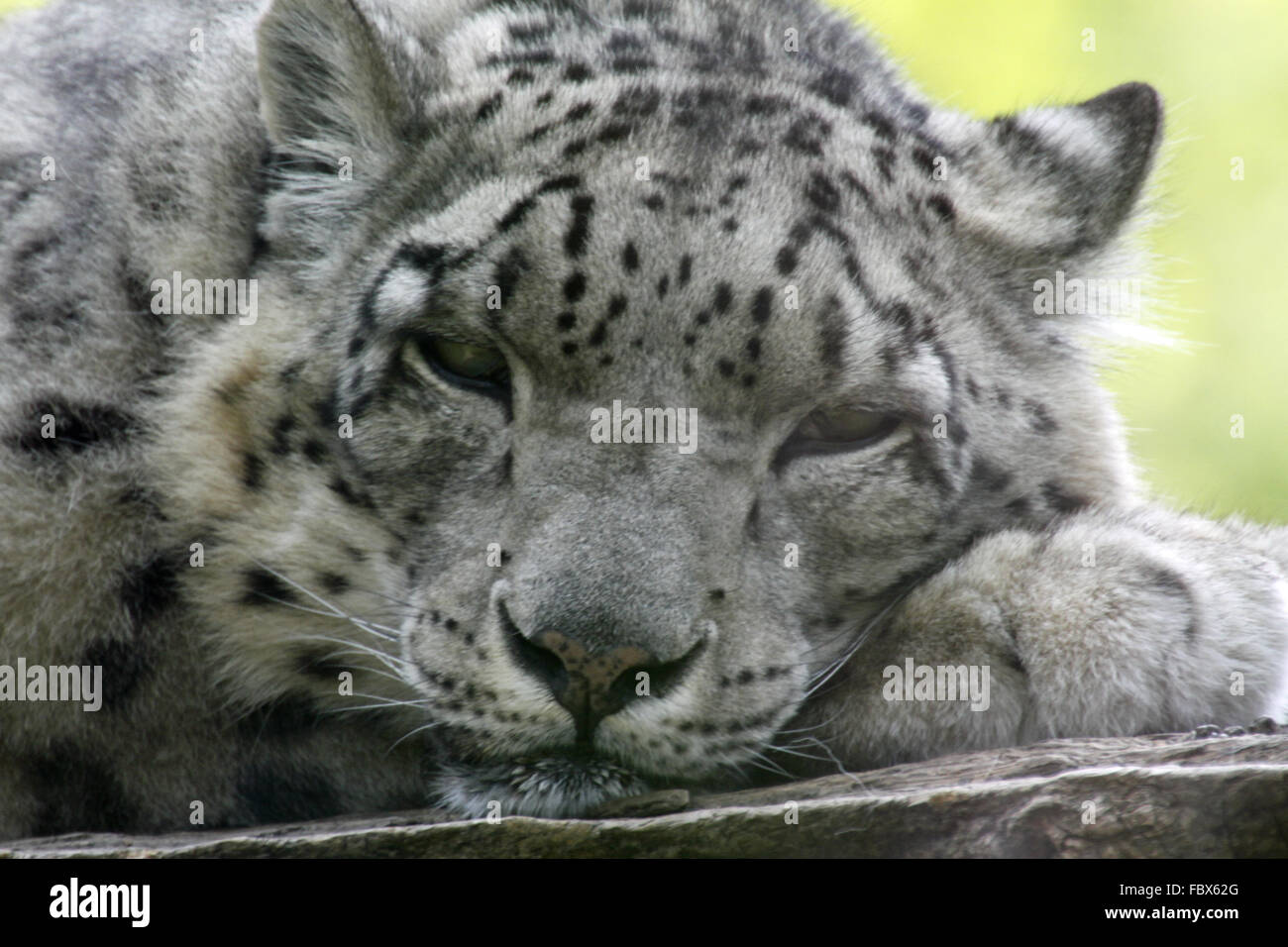 Leopard 019 Stock Photo