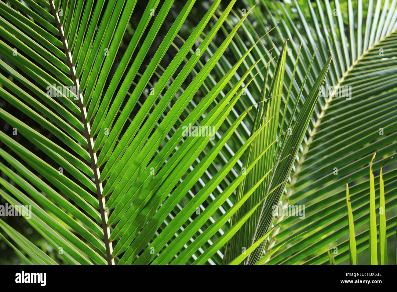 Leafs In The Jungle : Exotic Green Leaf In The Rainforest Stock Photo