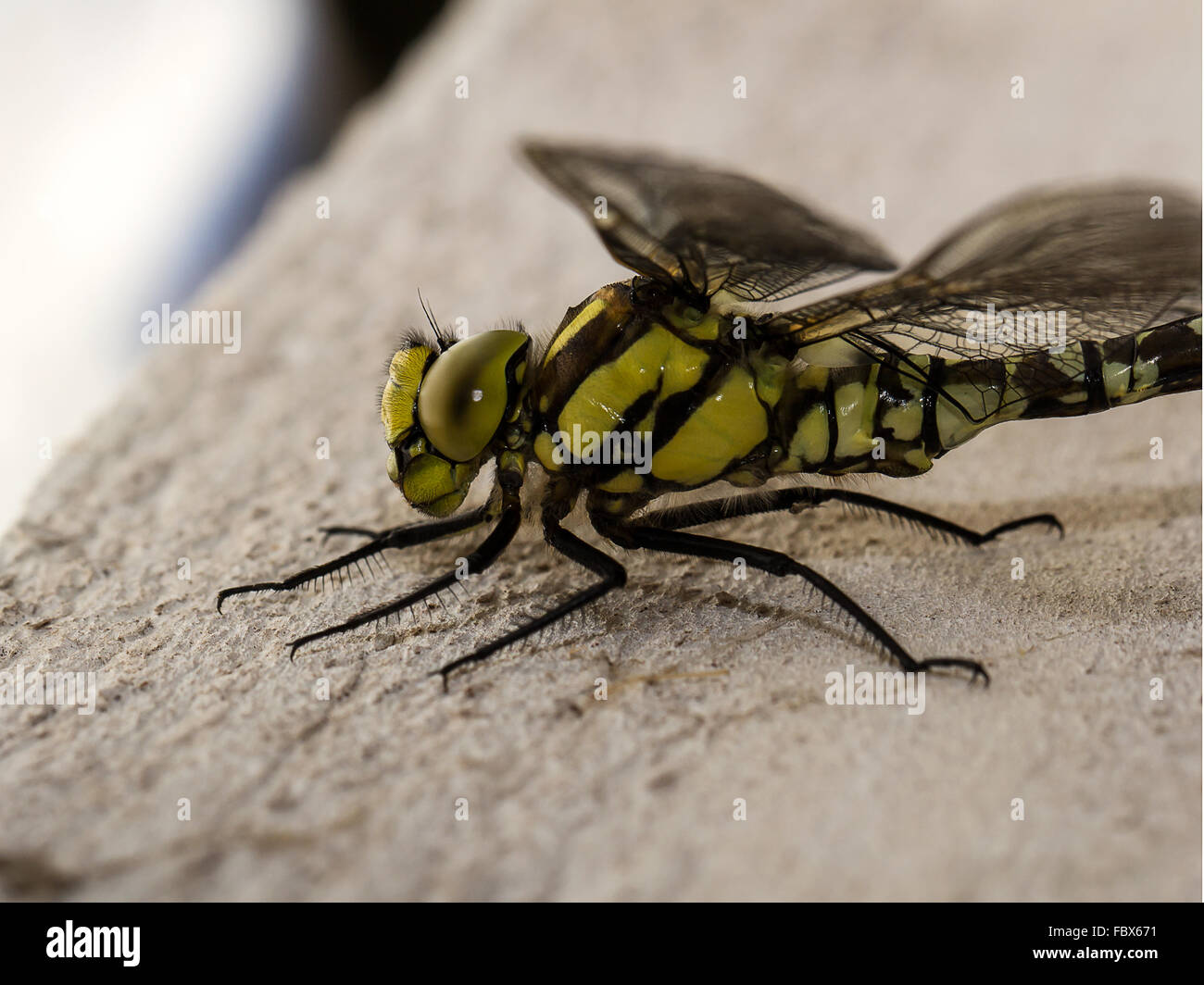 Side view of a dragonfly Stock Photo