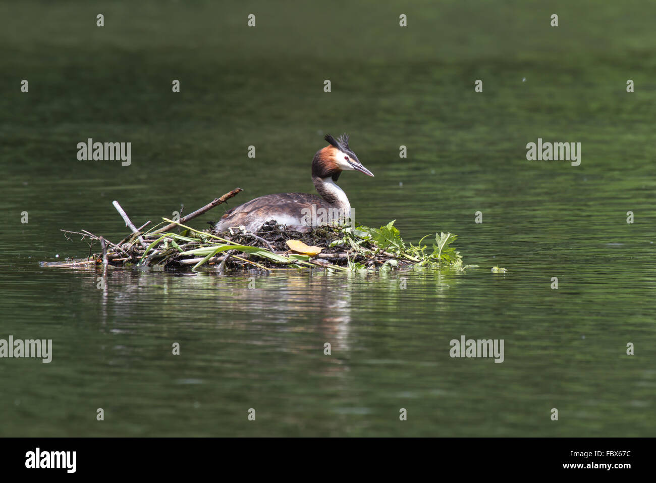 crested grebes 3 Stock Photo