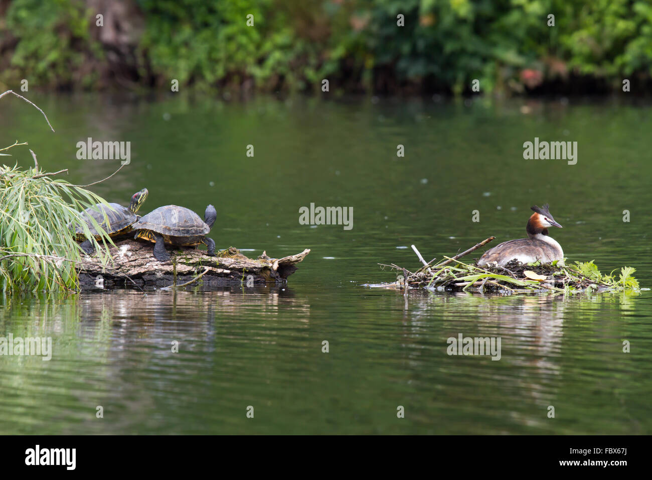 crested grebes and terrapin Stock Photo