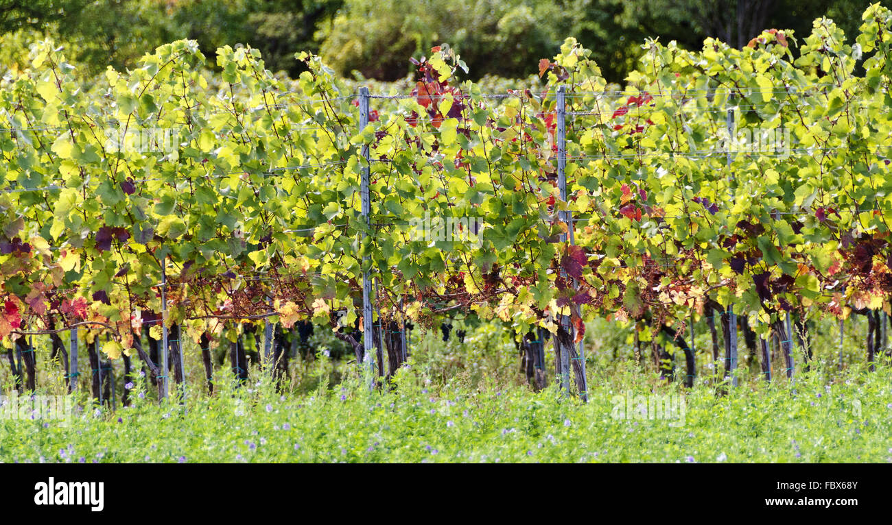 grapevines with colourful foliage at autumn Stock Photo