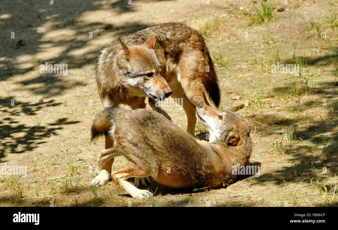 wolves Stock Photo