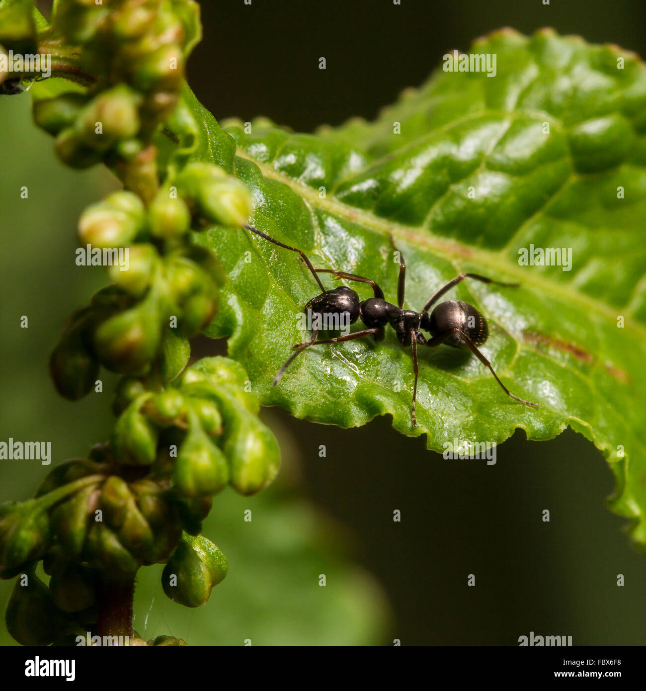 Ameise hi-res stock photography and images - Alamy