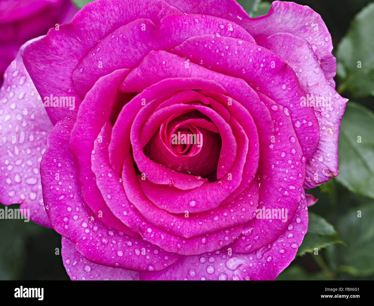 blossom of a rose Parole Stock Photo