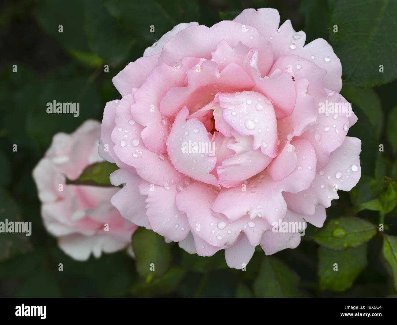 blossom of a rose Badener Trotters Champion Stock Photo