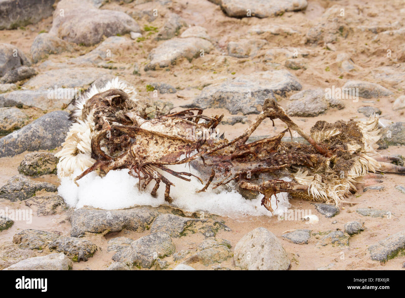 Skeleton of adelie penguin on Paulet Island, Antarctica with remains of winter snow. Stock Photo