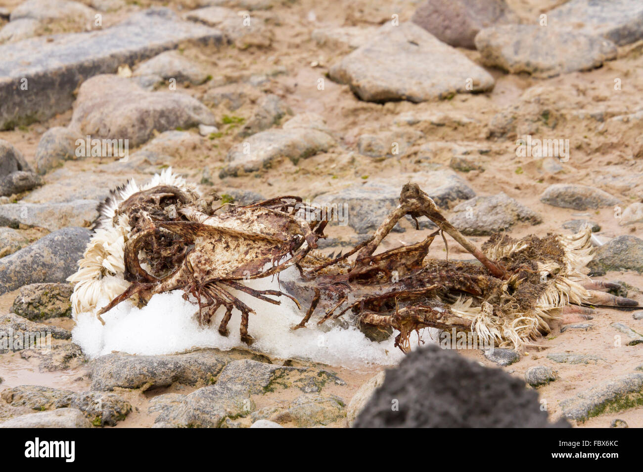 Skeleton of adelie penguin on Paulet Island, Antarctica with remains of winter snow. Stock Photo