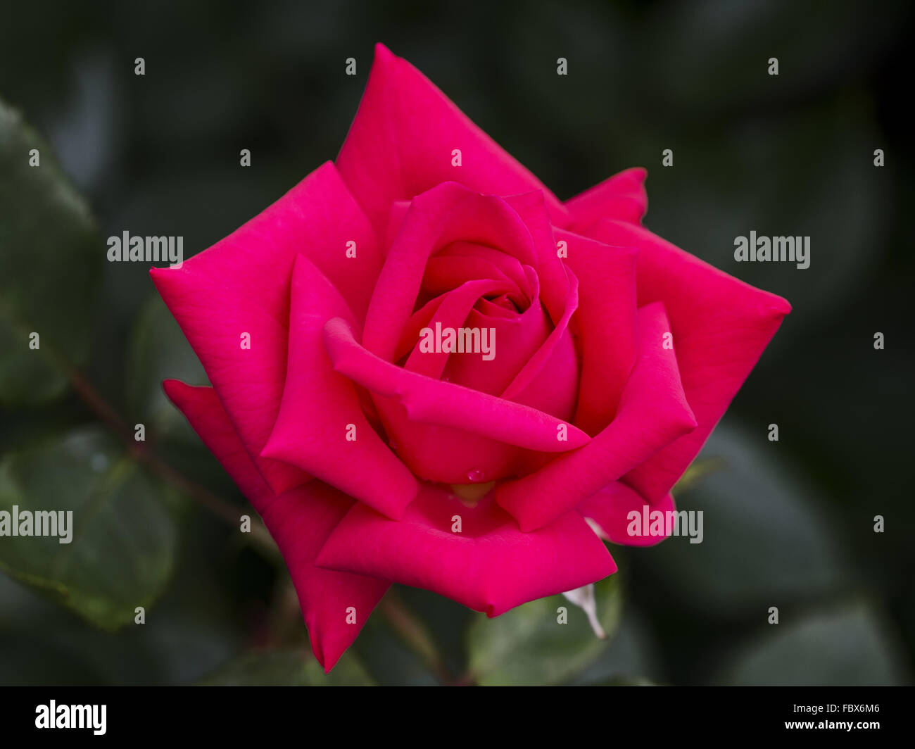blossom of a rose Waltz King Strauss Stock Photo