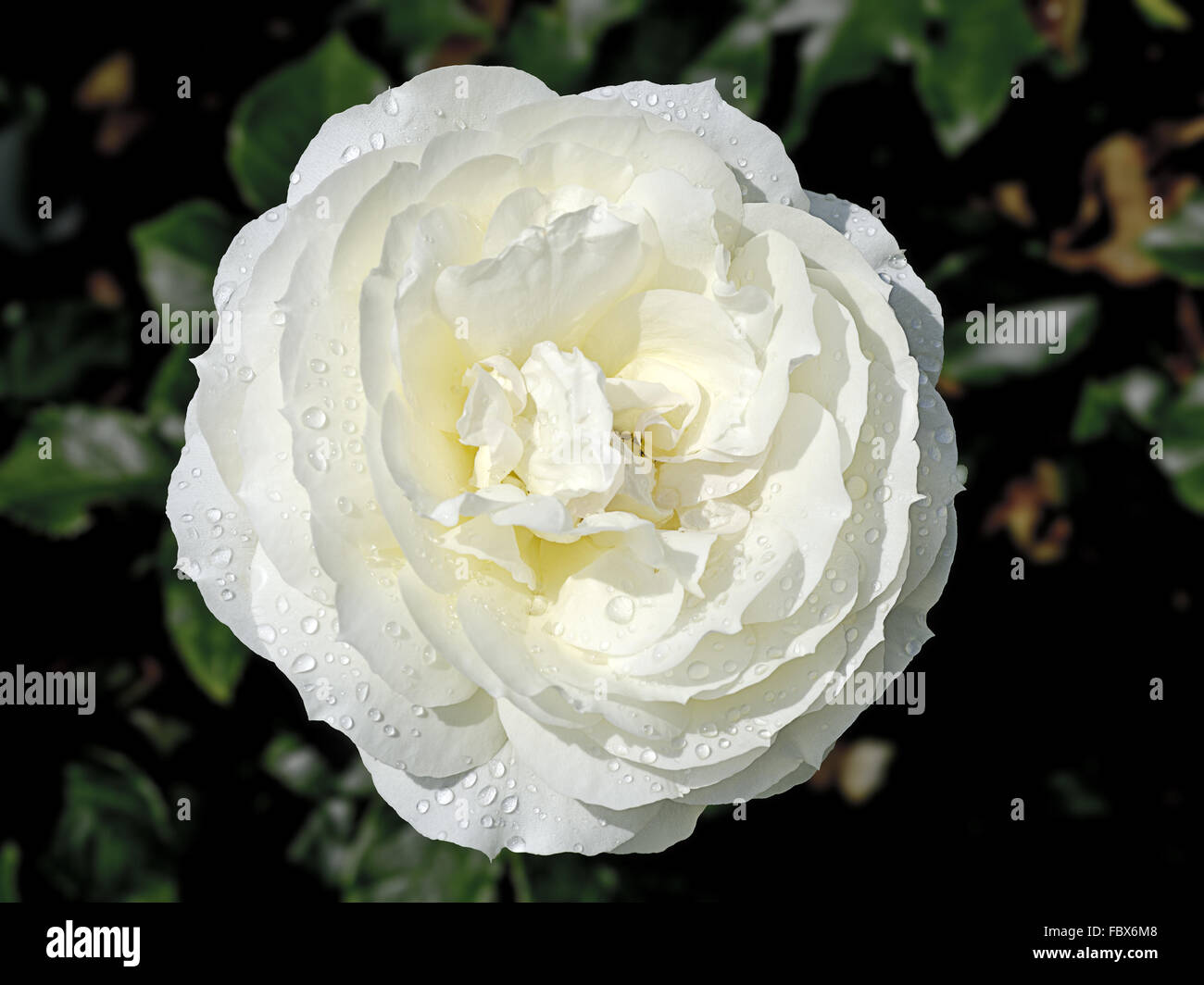 blossom of a rose Tchaikovski Stock Photo