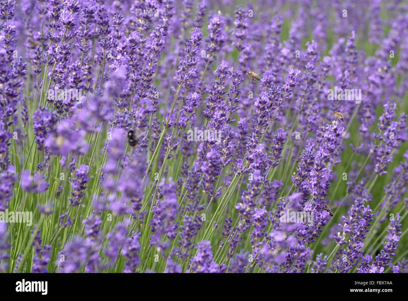 Lavenders Stock Photo