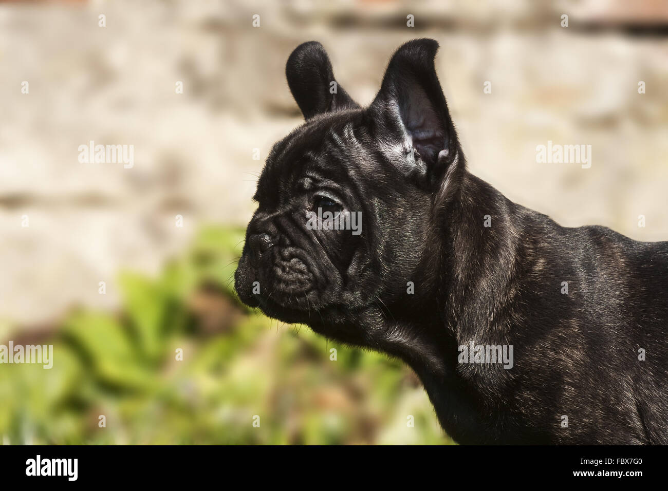 french bulldog puppy portrait profil Stock Photo - Alamy