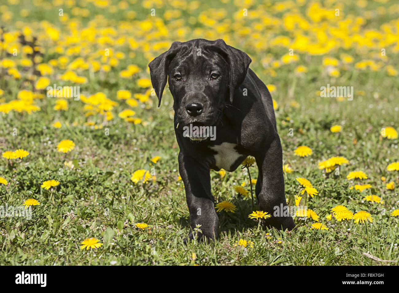 black great dane puppy Stock Photo