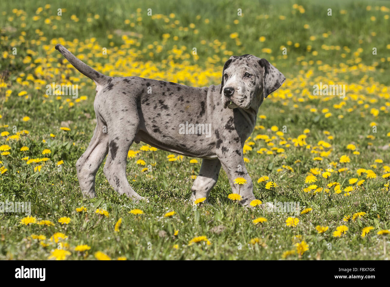 standing great dane puppy in the meadow Stock Photo