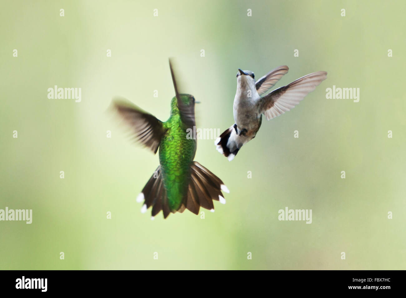 Hummingbirds mating dance Stock Photo