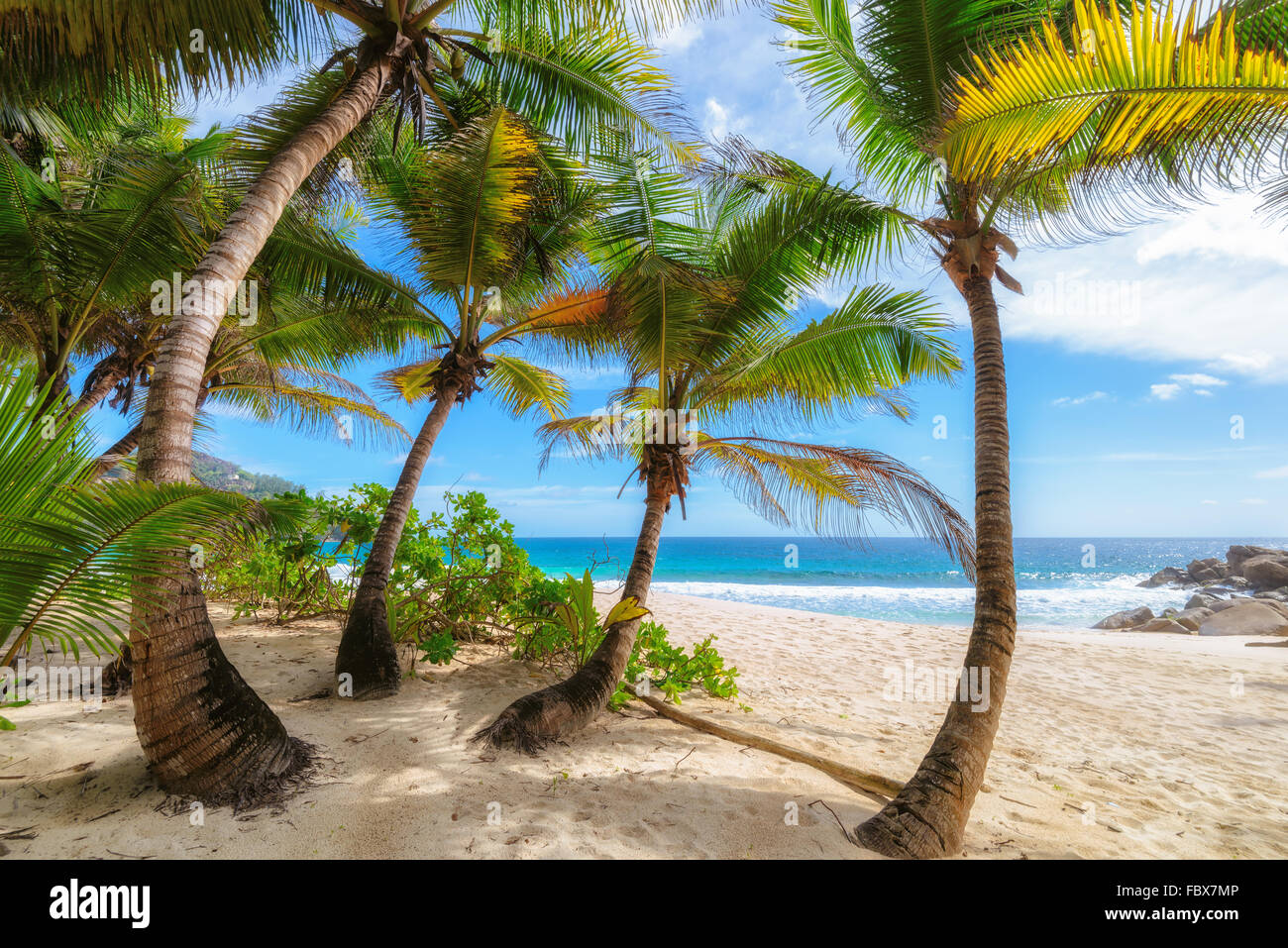 Beautiful palm trees at sunny day on tropical beach Stock Photo - Alamy