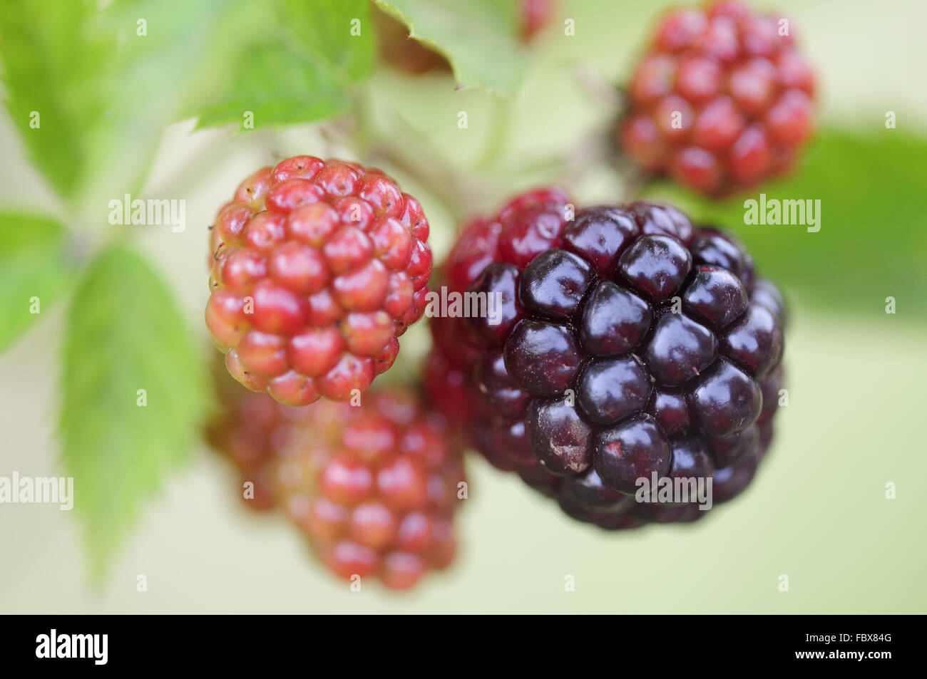 blackberry Stock Photo