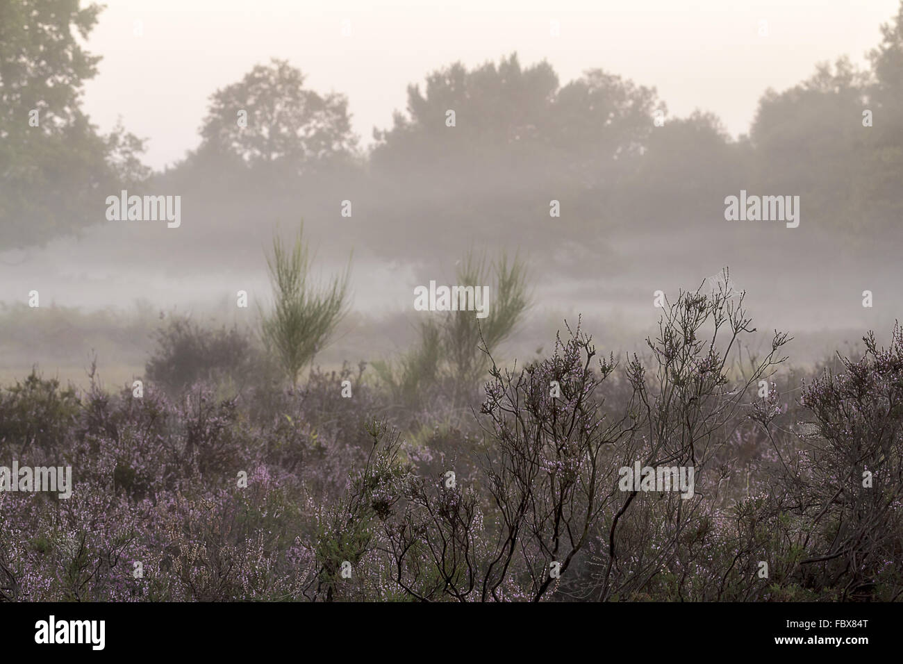 Wahner Heide in the morning mist Stock Photo