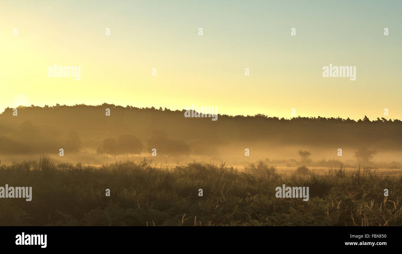 The Wahner Heide at sunrise Stock Photo