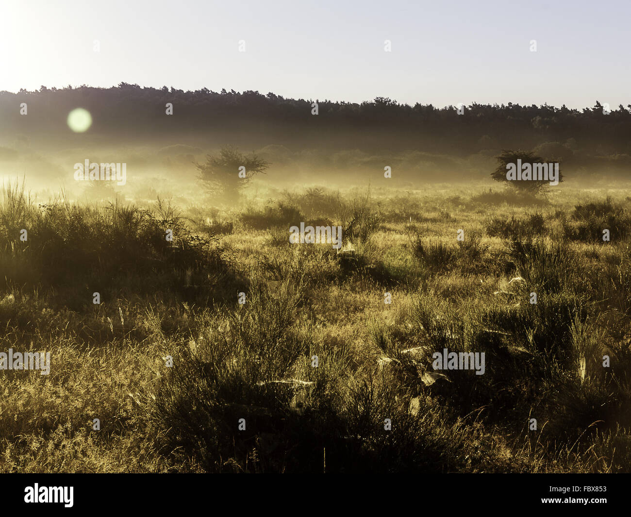 Landscape in morning light Stock Photo