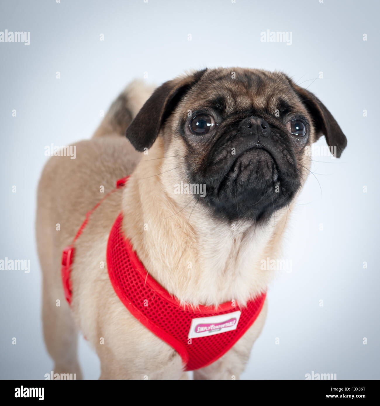 pug dog in a red harness Stock Photo Alamy