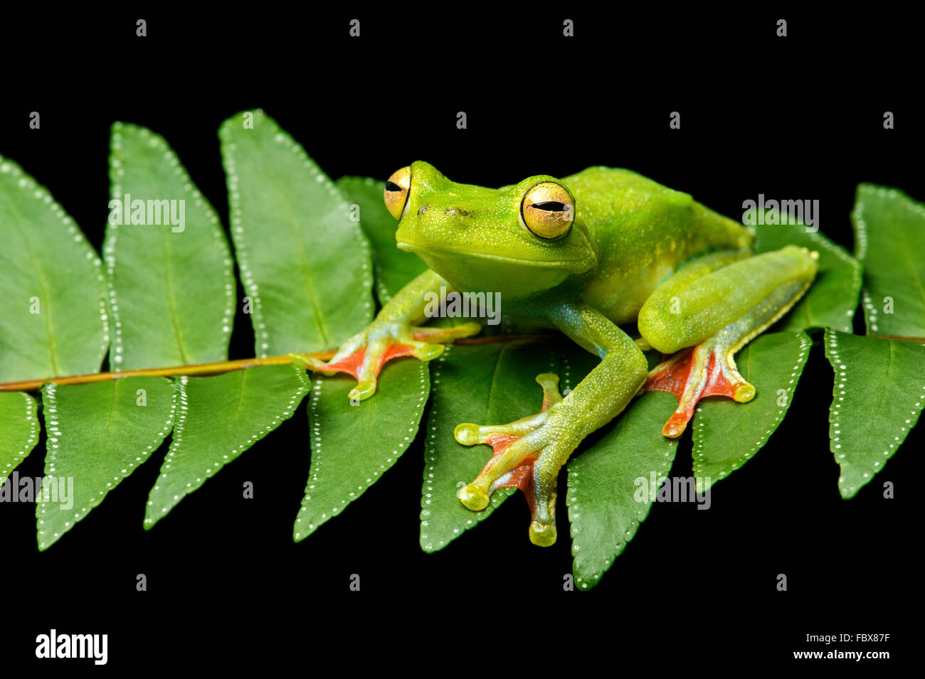 Neotropical Palm Treefrog (Hypsiboas pellucens), Treefrog family (Hylidae), Choco rainforest, Ecuador Stock Photo