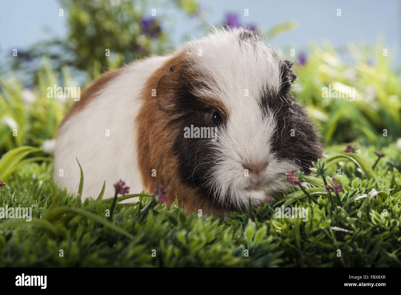 tricolor guinea pig baby Stock Photo - Alamy