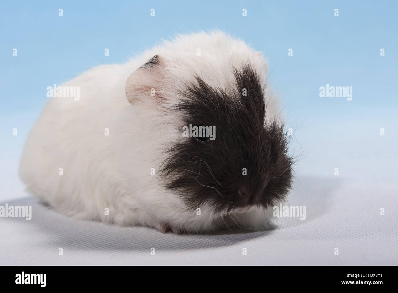 guinea pig baby brown face Stock Photo