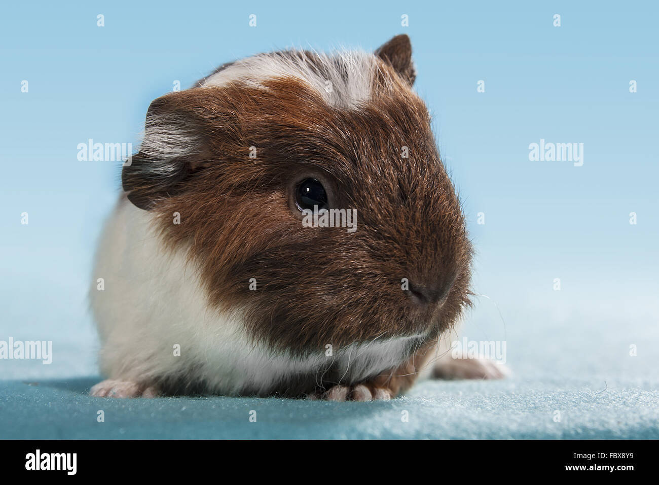 cute guinea pig baby Stock Photo