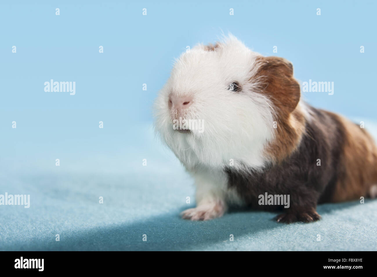 funny guinea pig portrait Stock Photo