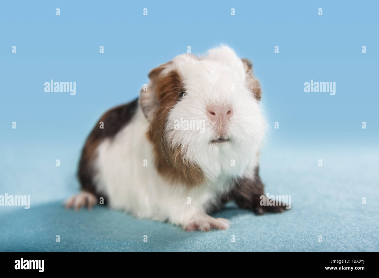 Baby guinea pig hi-res stock photography and images - Alamy