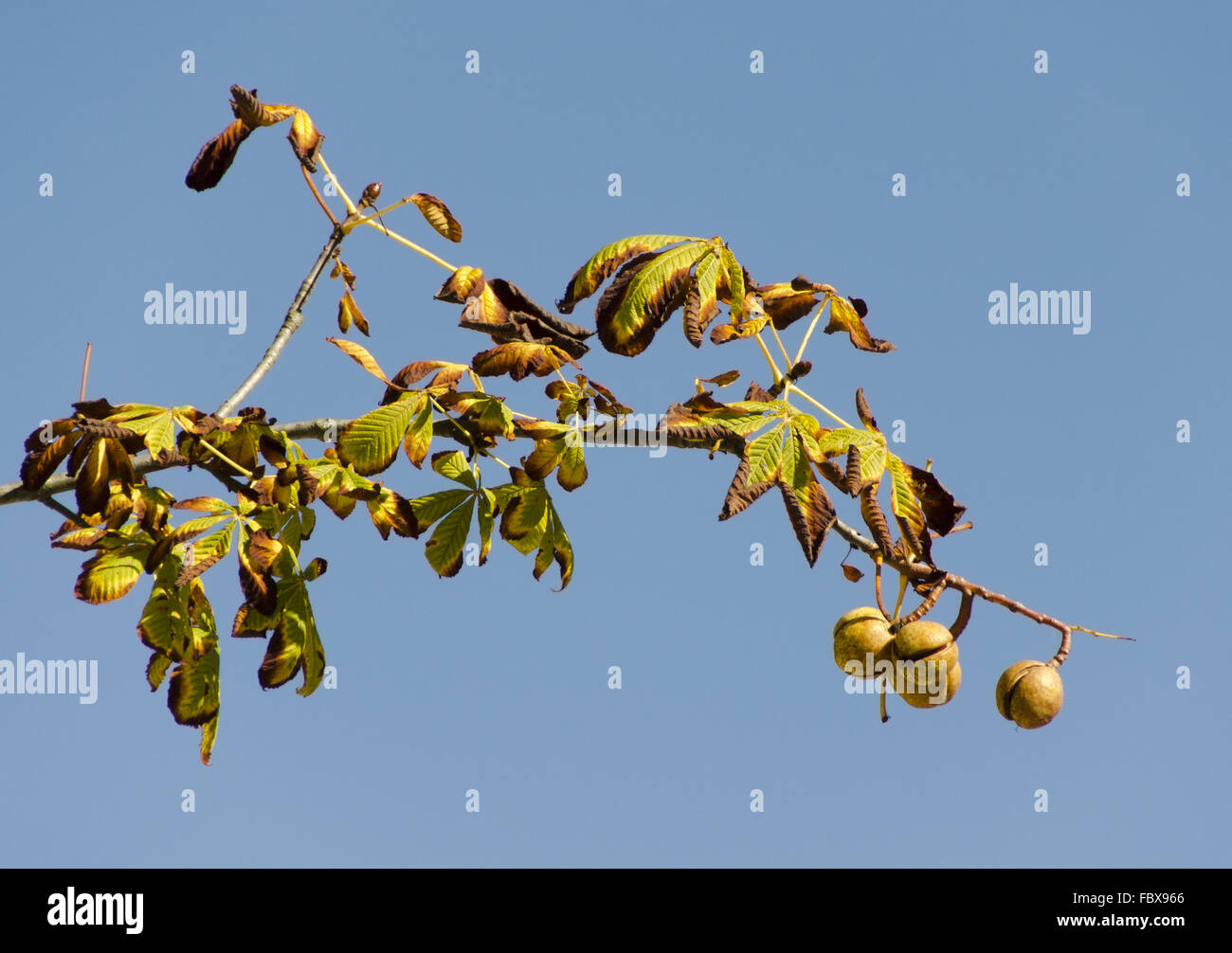 buckeye branch with fruits on a blue sky Stock Photo
