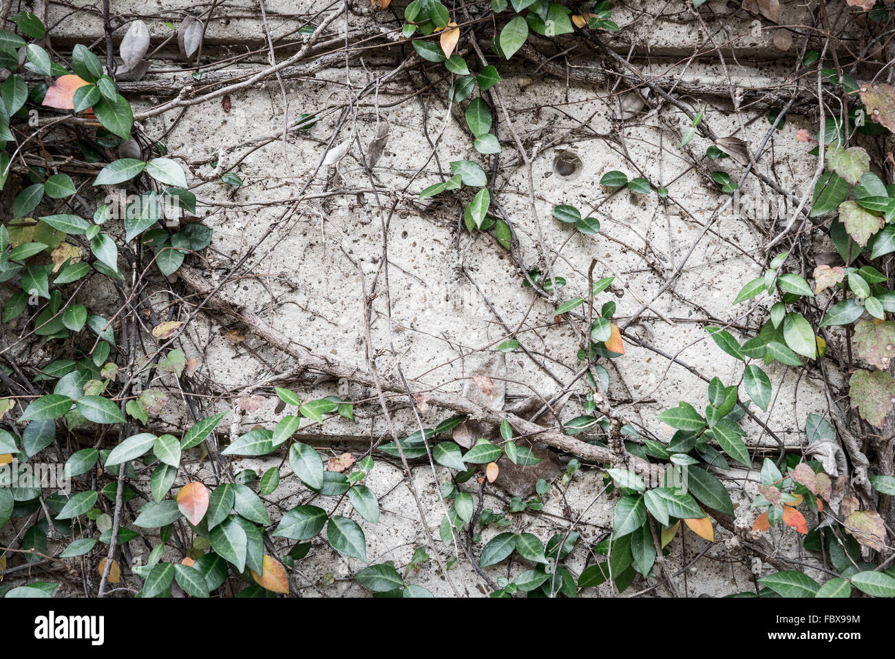 Creepers name, examples of creeper plants, क्रीपर्स प्लांट्स नेम