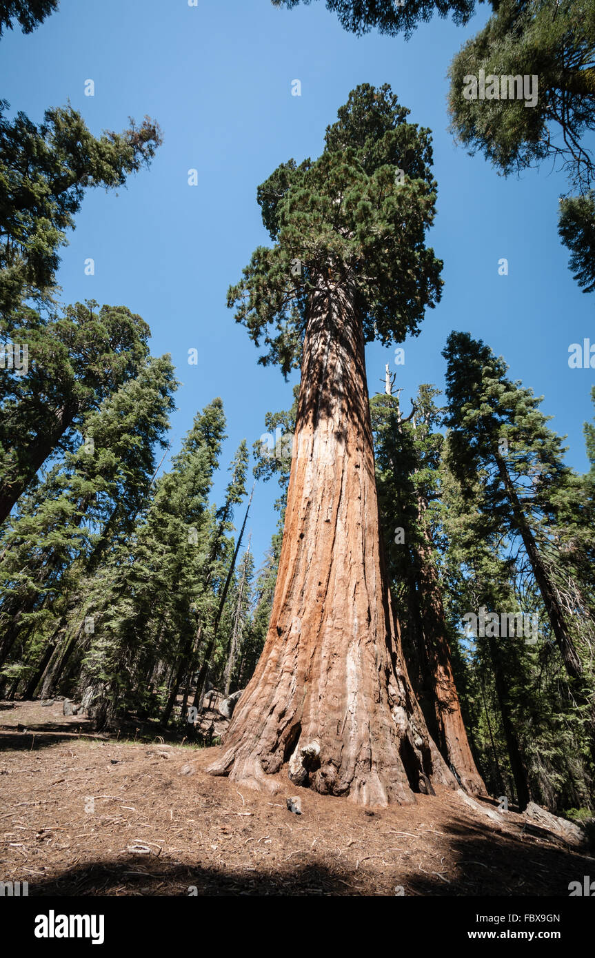 tall Sequoia tree Stock Photo Alamy