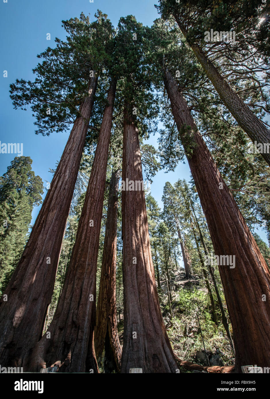 Sequoia trees panorama Stock Photo