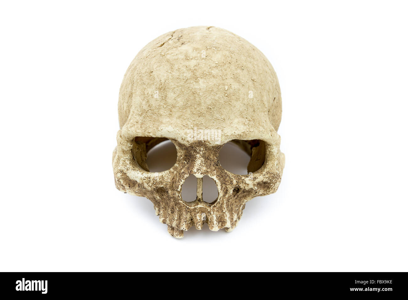 resin casting primate skull, human skull on isolate white background Stock Photo