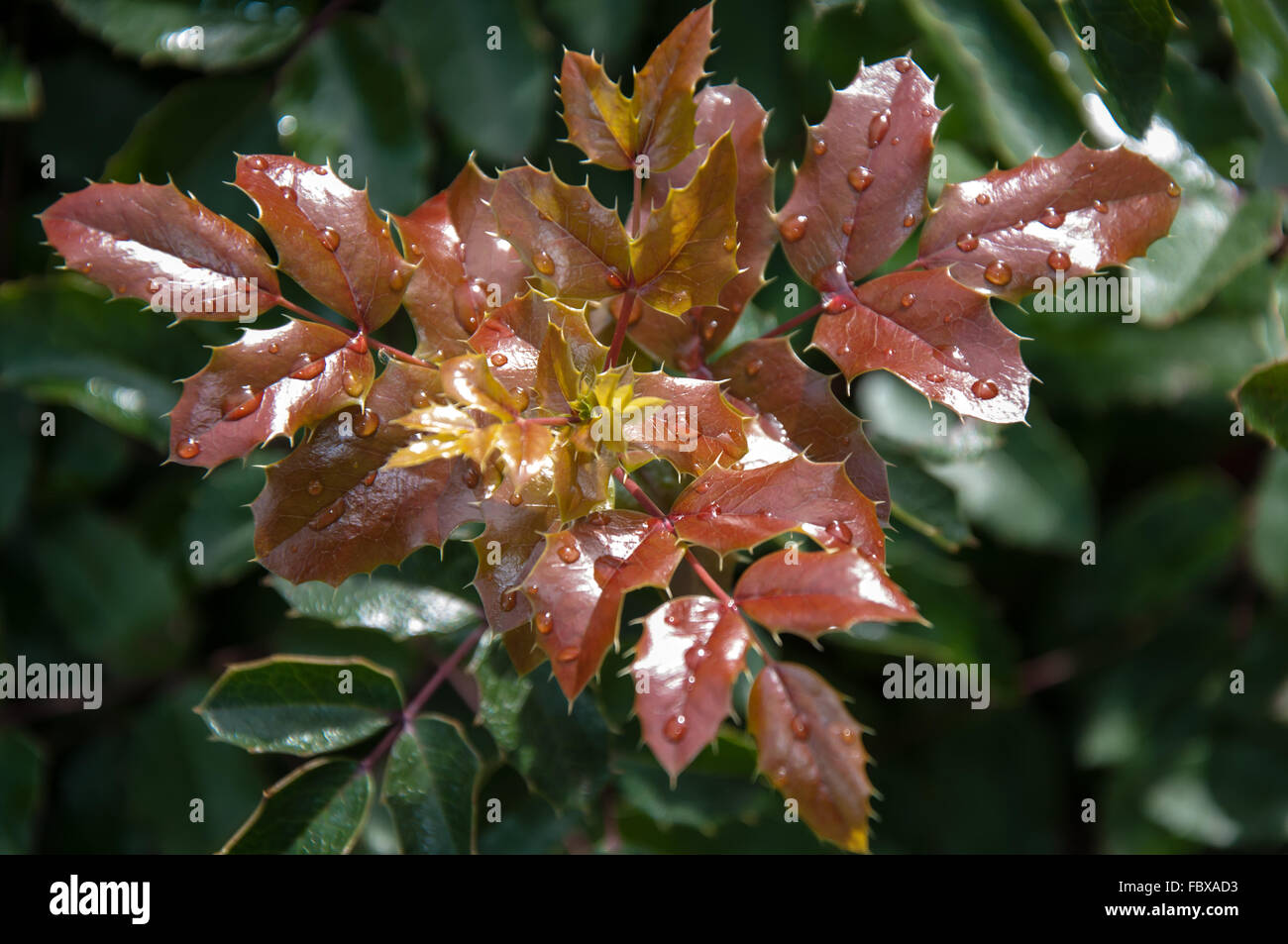 Autumn leaves in the wind after a rain Stock Photo