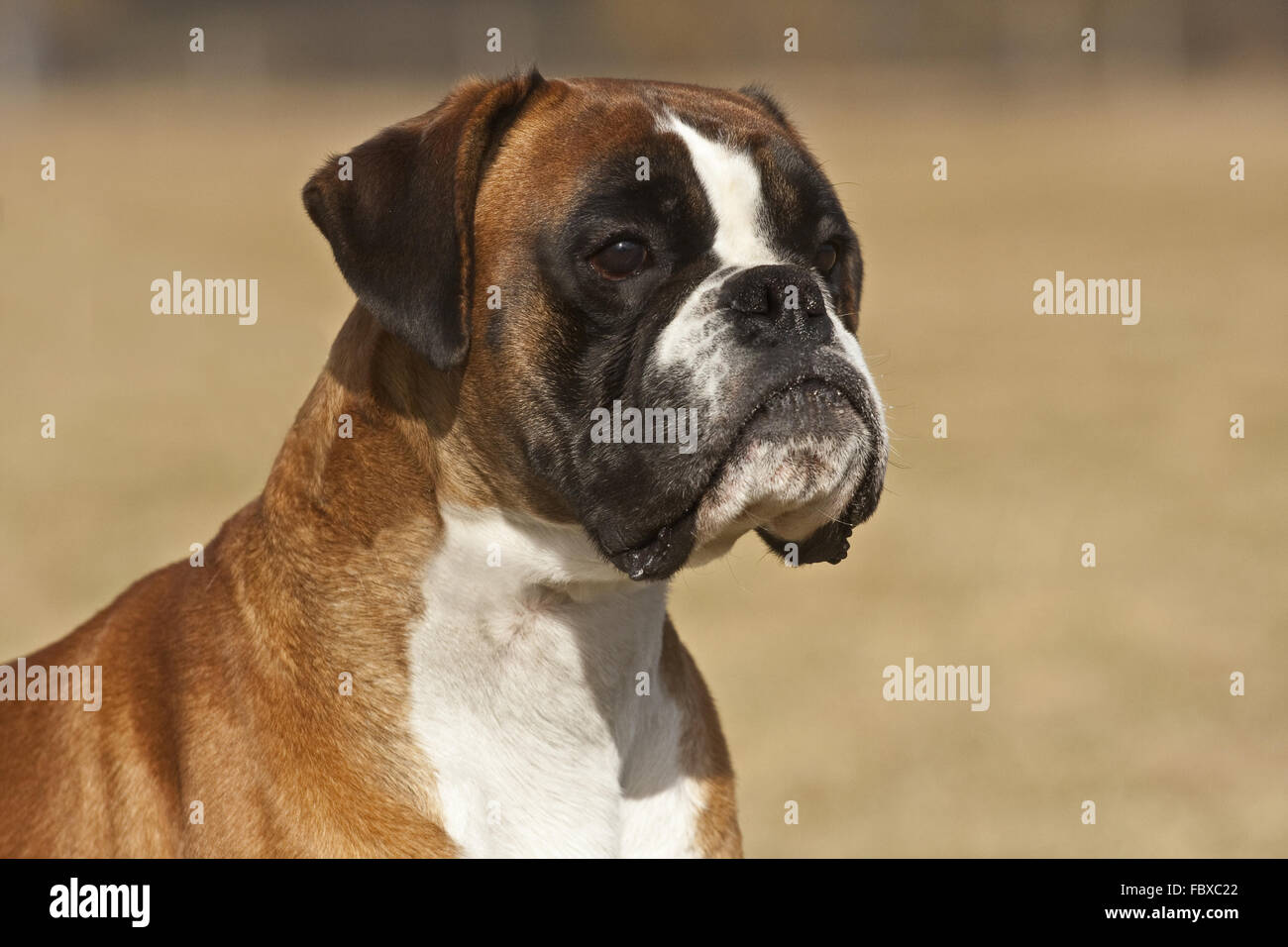 Boxer dog Portrait Stock Photo