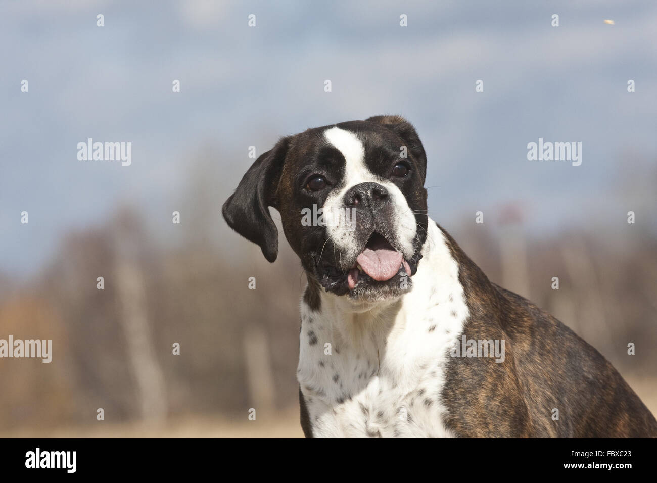 Boxer dog Portrait Stock Photo