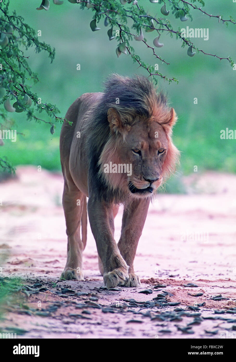 The mighty lion hi-res stock photography and images - Alamy