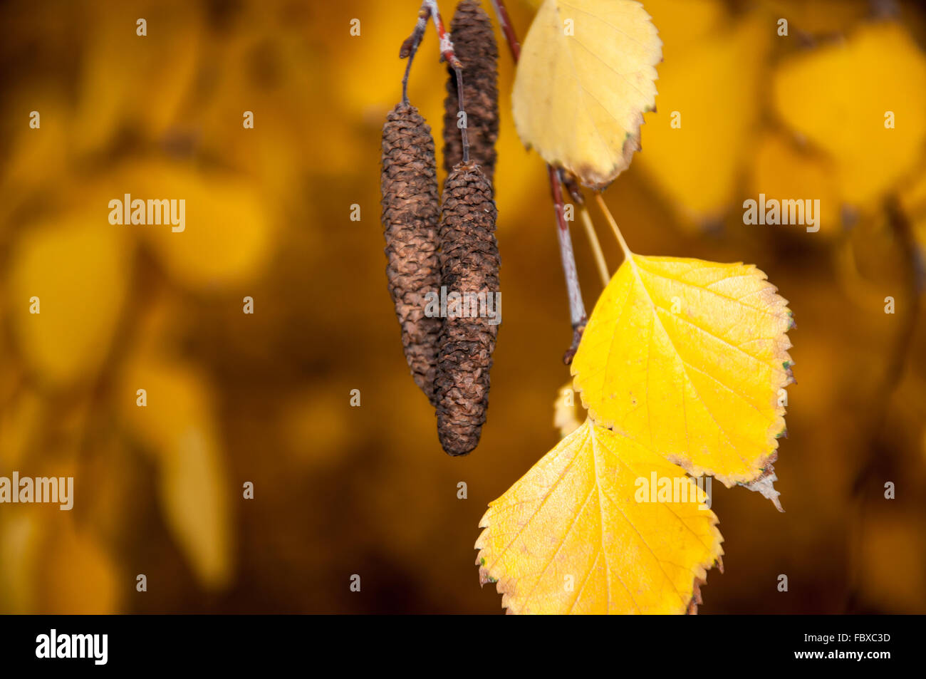 Leaf and shackle autumn Birch Stock Photo
