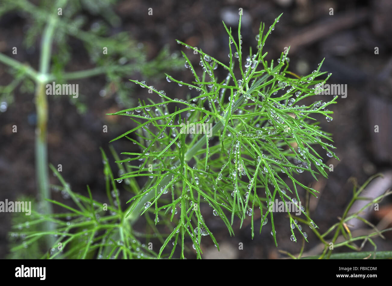 fennel leafs with water drops Stock Photo