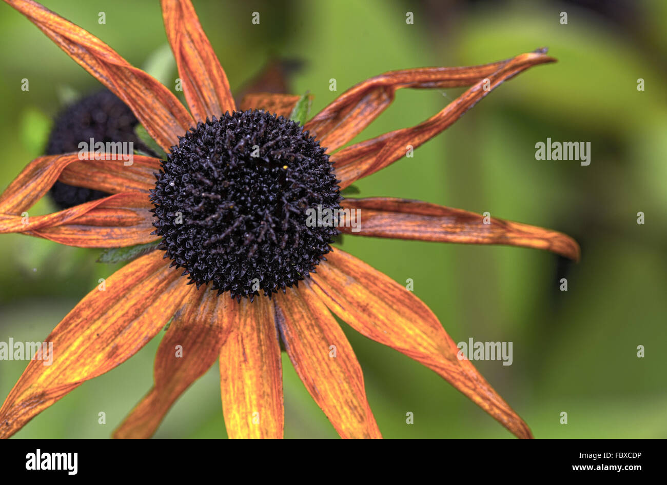 parched blossom of a black-eyed Susan Stock Photo