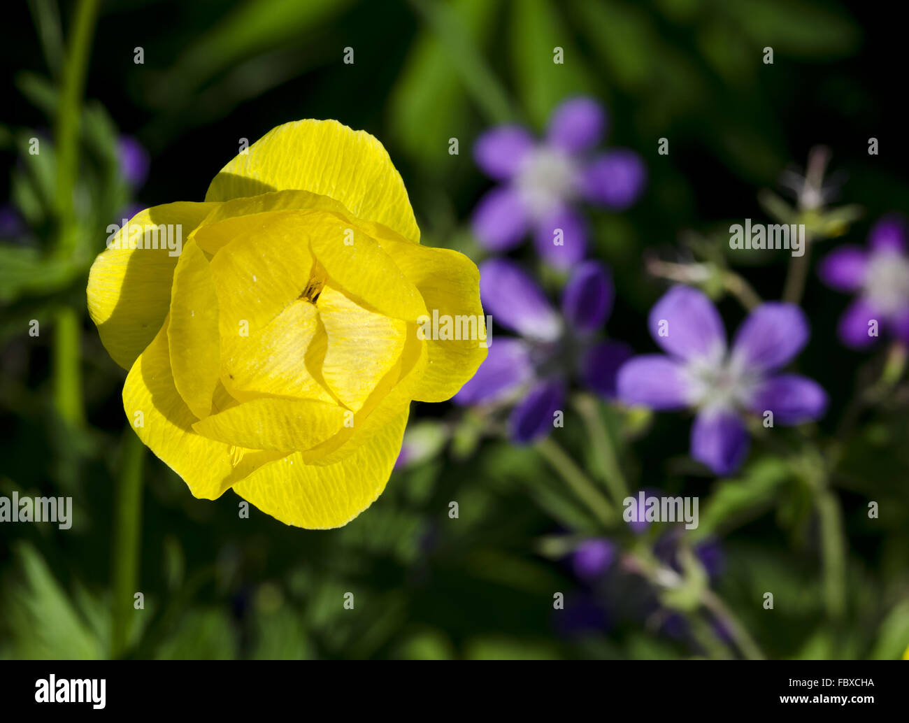 blossom of a globeflower Stock Photo