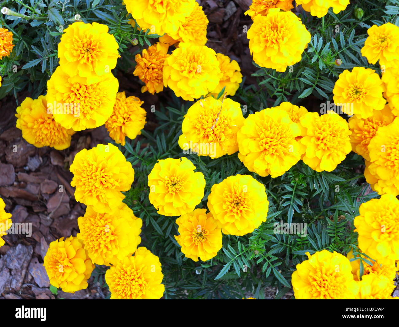 Yellow aster hi-res stock photography and images - Page 15 - Alamy