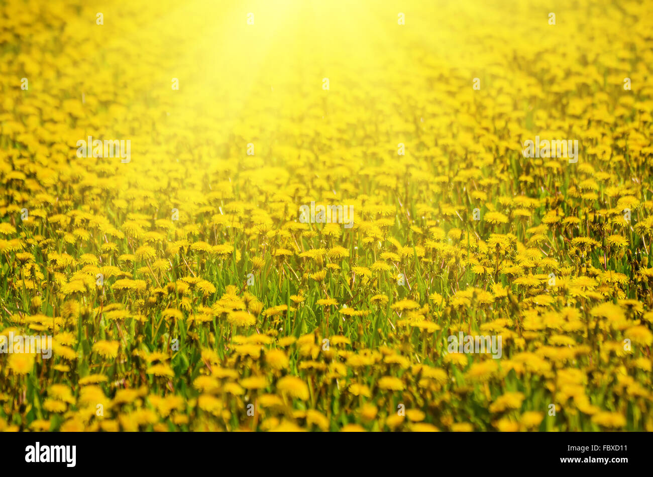 Dandelion flower meadow Stock Photo - Alamy