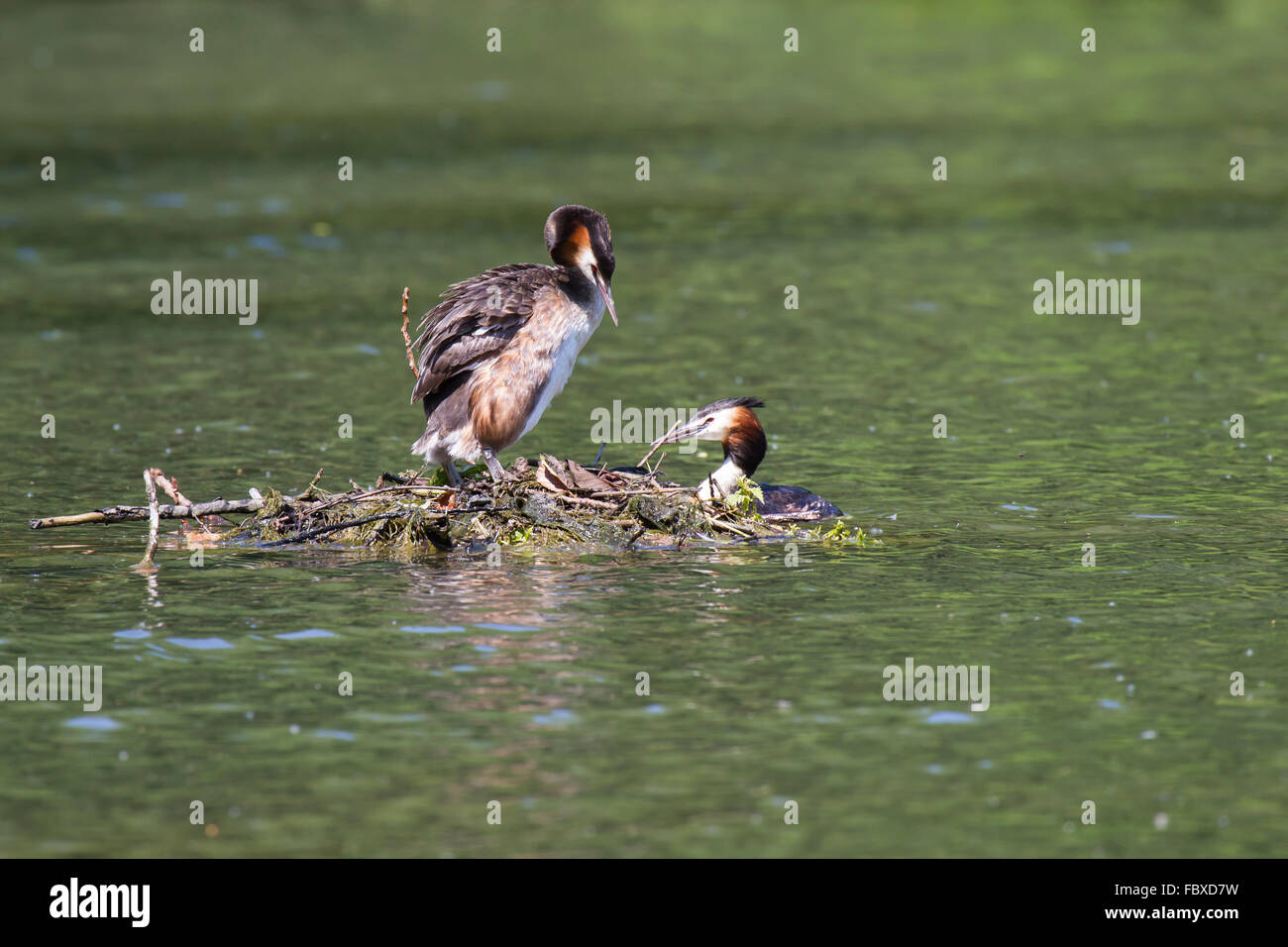 crested grebes couple 3 Stock Photo