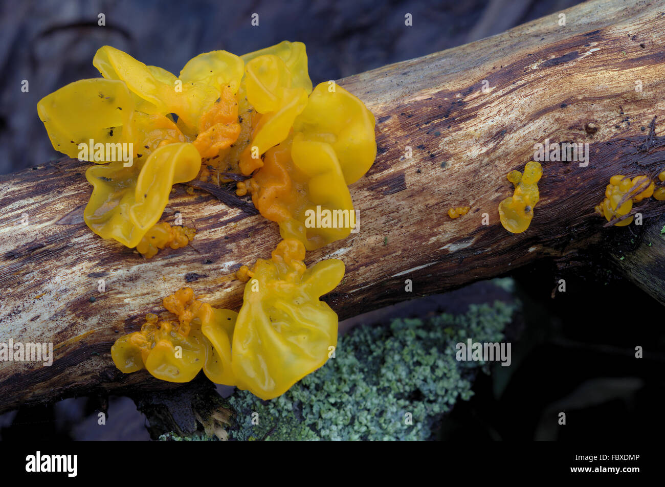 Golden gelly fungus on wood Stock Photo