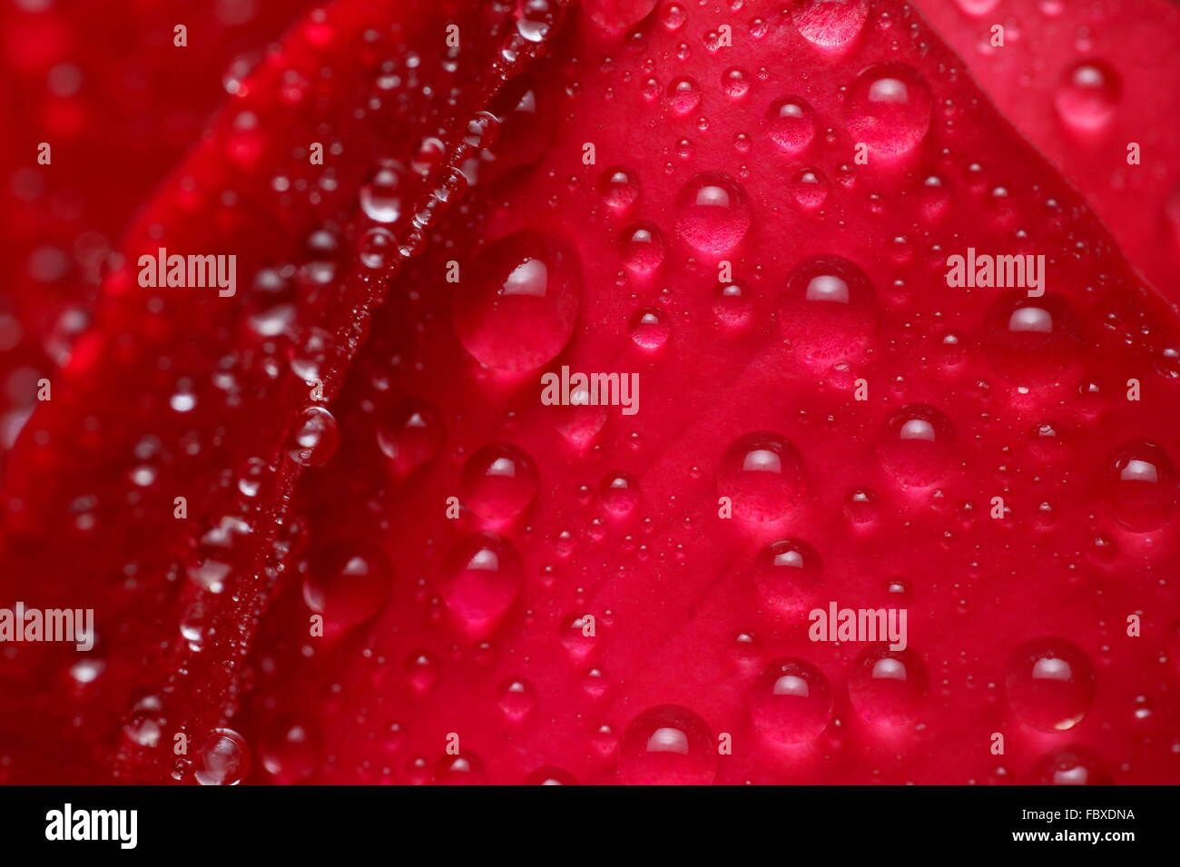 Red rose and water drops - macro background Stock Photo - Alamy